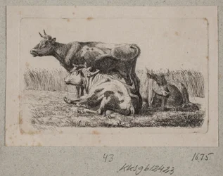Three Cows