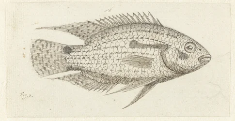 Tropical Fish Chromis Epse