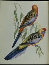 Adelaide Parakeet