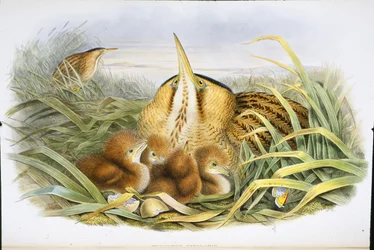 Bittern