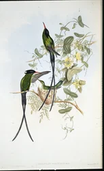 Black-capped hummingbird (Trochilus polytmus)
