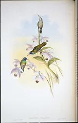 Black-eared Humming-bird (Heliopaedica Melanotis)