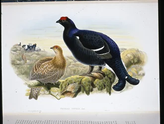 Black Grouse