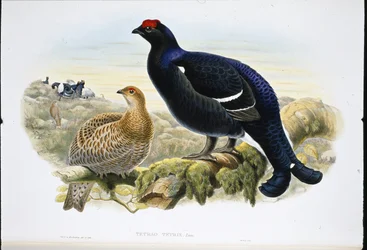 Blackcock (Tetrao tetrix)