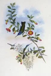 Blue-necked Azure Crown