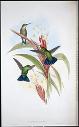 Blue-tailed Mango hummingbird (Lampornis viridis)