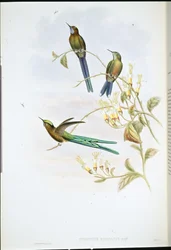 Bolivian Sylph
