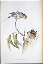 Bourke