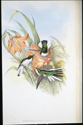 Brazilian Fairy (Heliothrix auriculatus)