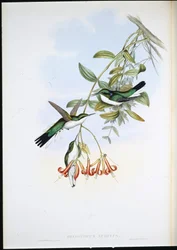 Cayenne Fairy (Heliothryx auritus)