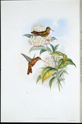Coral-billed Amazili