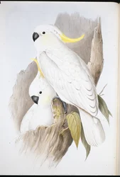 Crested Cockatoo