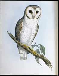 Delicate Owl (Strix Delicatulis)
