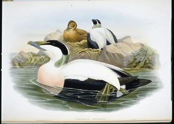 Eider Duck (Somateria Mollissima)