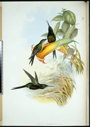 Empress Humming-bird
