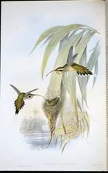 Eurynome Hermit