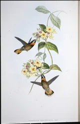 Fawn-tailed Barbthroat hummingbird (Threnetes cervinicauda)