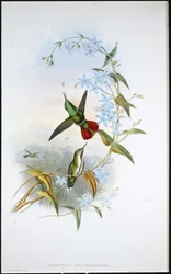 Fiery-tailed Avocet (Avocettula Recurvirostris)
