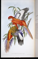 Fiery Parakeet