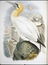 Gannet