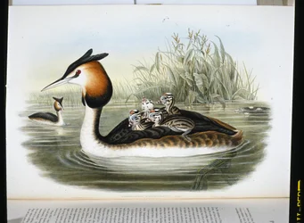 Great Crested Grebe (Podiceps Cristatus)