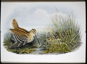 Great Snipe