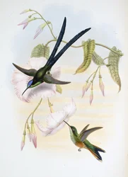 Great fork-tailed humming bird (Hylonymphia Macrocerca)