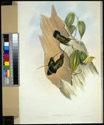 Green-fronted Lance-bill (dorifera ludoviciae)