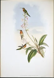 Green-tailed Hermit (Phaethornis viridicaudata)