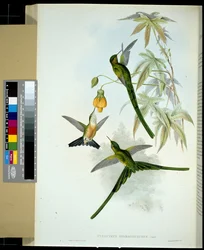 Green-tailed Sylph (Cynanthus smaragdicaudus)