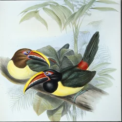 Green Aracari (Pteroglossus Viridis)