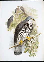 Honey Buzzard