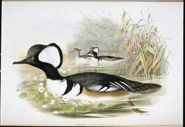 Hooded Merganser
