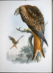 Kite of Glead