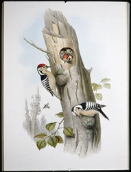 Lesser Spotted Woodpecker (Picus Minor)
