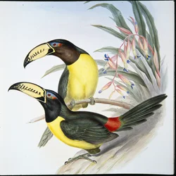 Lettered Aracari Toucan