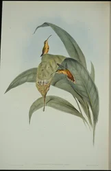 Little Hermit (Phaethornis eremita)