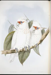 Long-billed Cockatoo