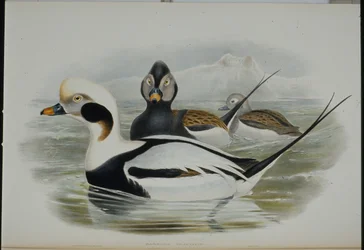 Long-tailed Duck (Harelda Glacialis)