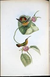 Mazeppa Hermit