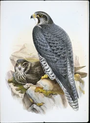 Norwegian or Gyrfalcon Falcon