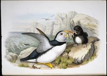 Puffin