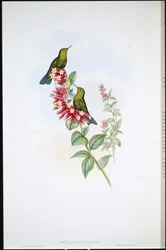 Purple-tail (Metallura Williami)