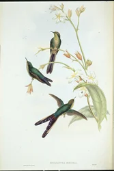 Purple-tailed Comet Hummingbird (Sparganura glyceria)