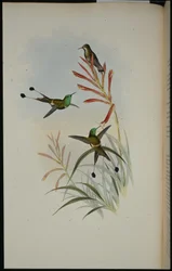 Racket-tail (Discura Longicauda)