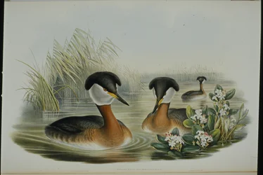 Red-necked Grebe