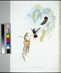Red-throated Sapphire (Hylocharis sapphirinus)