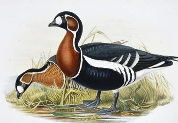Red Breasted Goose (Bernicla Ruficollis)