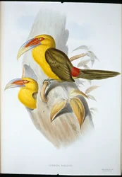 Saffron-coloured Hill Toucan