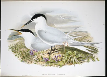 Sandwich Tern